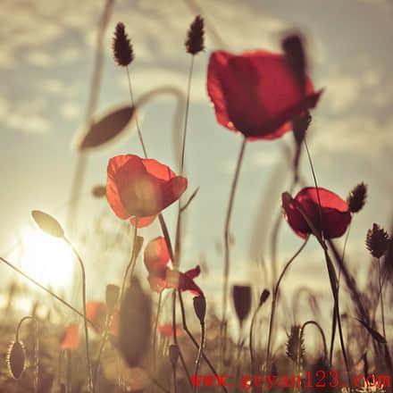 39条甜蜜爱情语录短句 39条甜蜜爱情语录短句